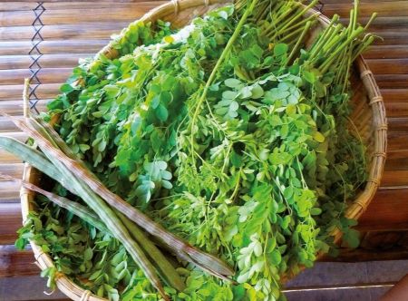 Moringa Moringa